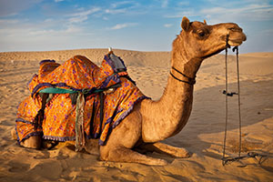 camello-rajasthan-india