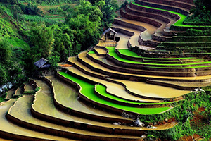 campo-arroz-vietnam