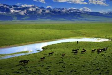 viaje a mongolia festival naadam - caballos