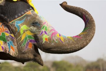 viaje india todo incluido una semana_elefante