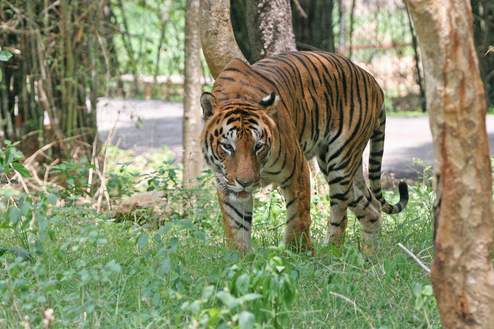 parques nacionales de india_tigre de Bengalbengala_India