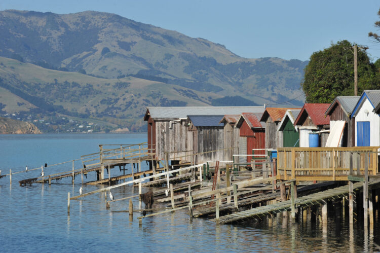 Nueva Zelanda en grupo salida 01 ene 2025_akaroa