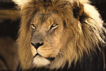 Lion_Kenya_Africa