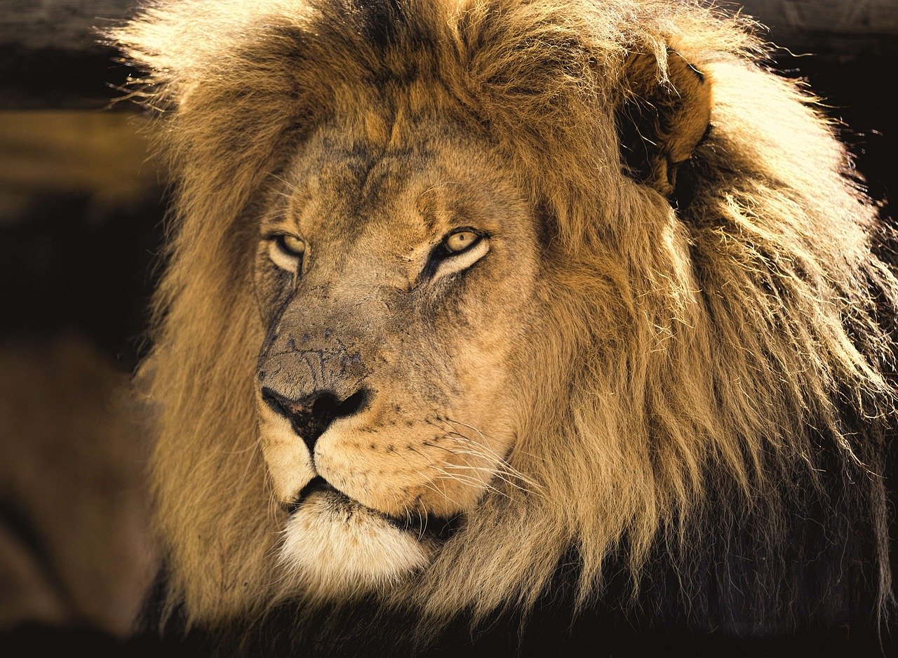 Lion_Kenya_Africa