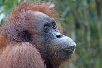 viaje kuala lumpur con borneo_orangutan