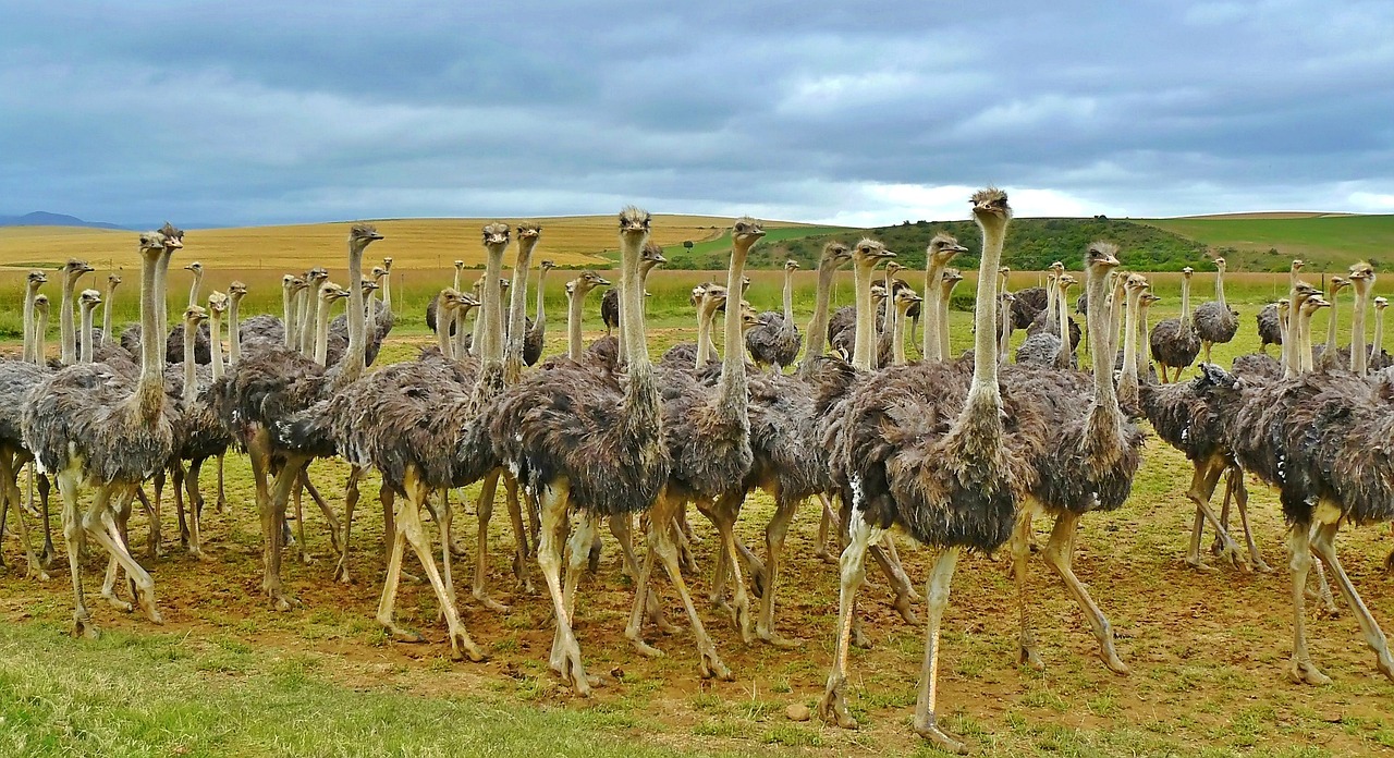 Viaje Sudafrica y ruta jardin_avestruces