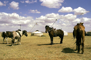 Viaje Mongolia_campamento nomada
