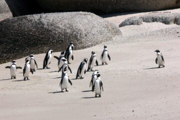 viaje a sudafrica e privado-pinguinos
