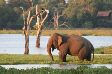 viaje a india sri lanka y maldivas_elefante