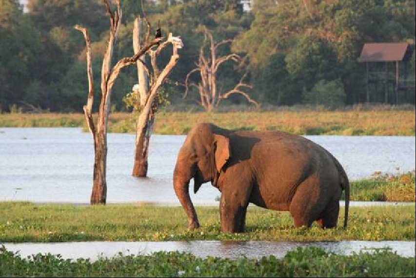 viaje a india sri lanka y maldivas_elefante