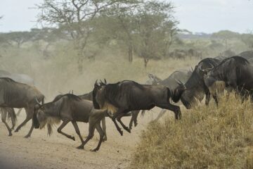 Safari tanzania-gnus serengeti