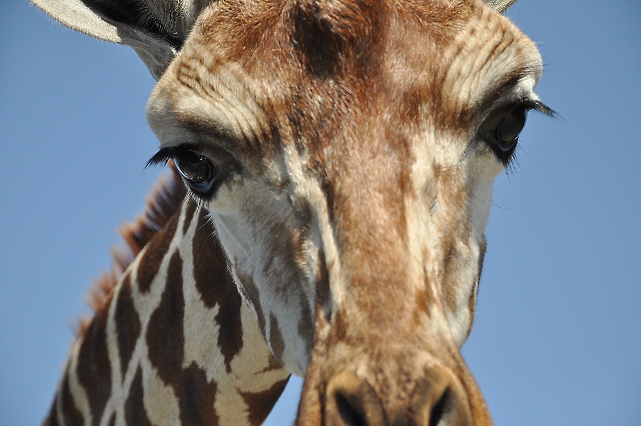 sudafrica y ruta jardin en grupo_girafa
